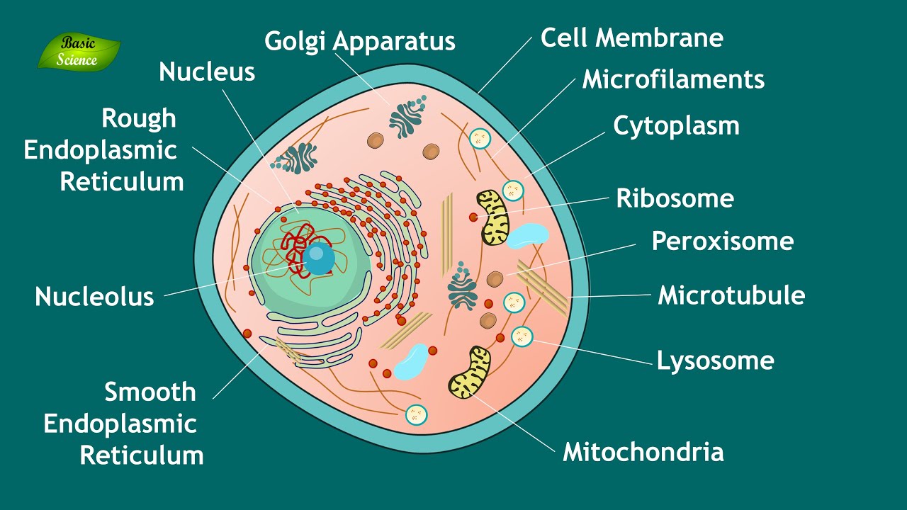 parts of an animal cell and their functions