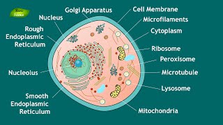 Animal Cell Structure and Function | Notes | Eukaryotic Cell | Basic Science Series