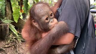 This baby orangutan does not have to be hugged all the time so that its wild nature is maintained