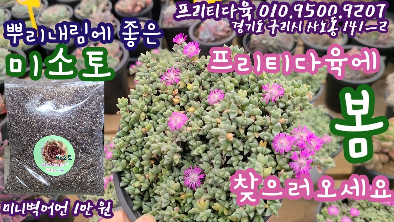 오늘 프리티데이! 놀러오세요! 프리티다육 010.9500.9207 *유료광고포함*