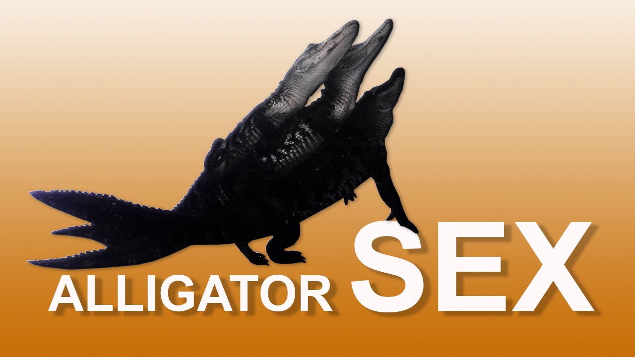 alligator sex, sexual behavior, sex, mating behavior, alligators, alligator...