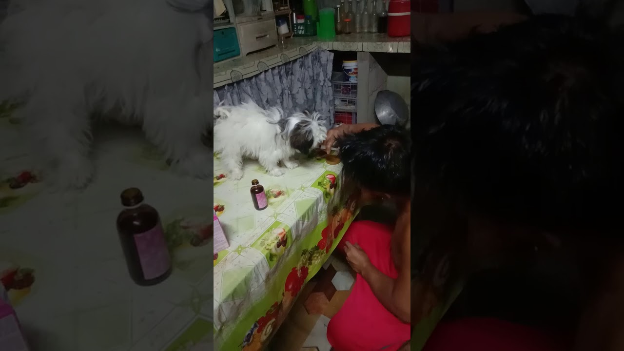 How to give vitamins supplement to your shih tzu puppy using syringe