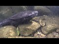 Japanese Giant Salamanders