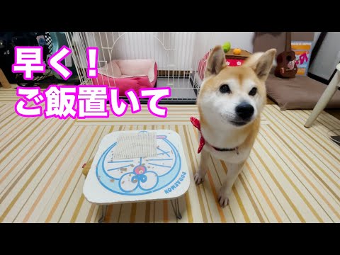 柴犬小春　【突然ソワソワ】ご飯を催促する気持ちが手にとるようにわかる柴犬