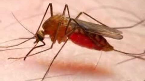 West Nile Virus Prevention Tips