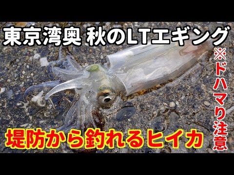 東京湾ヒイカ釣り 秋の堤防ltエギング アジングロッドが感度抜群 Youtube