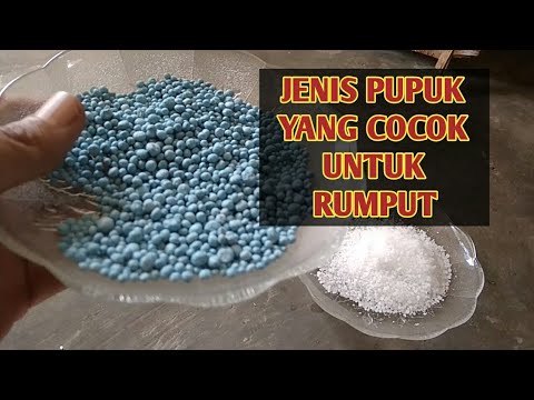 Video: Jenis Pupuk Rumput: Apa Pupuk Rumput Terbaik Untuk Rumput