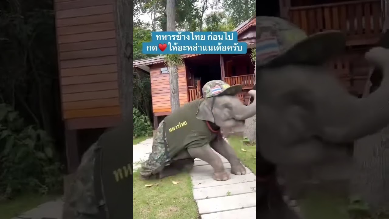 elephant #elephantlove #elephant #animallife #funnyanimal #funnyelephant