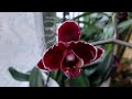 Орхидеи- цветоносы: Цветение всё ближе/ 13.11.20.
