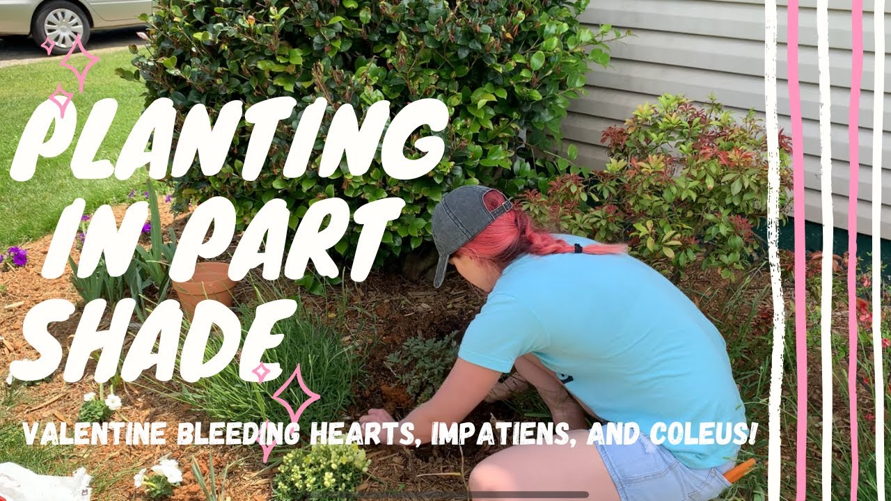 Part Shade Planting 🌥🌱// Planting Bleeding Hearts, Impatiens, & Coleus
