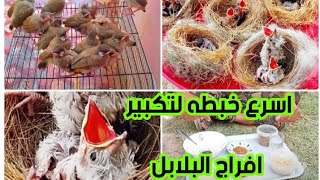 خبطه سريعه لتكبير افراخ البلابل اخوان رابط الولد بلوصف