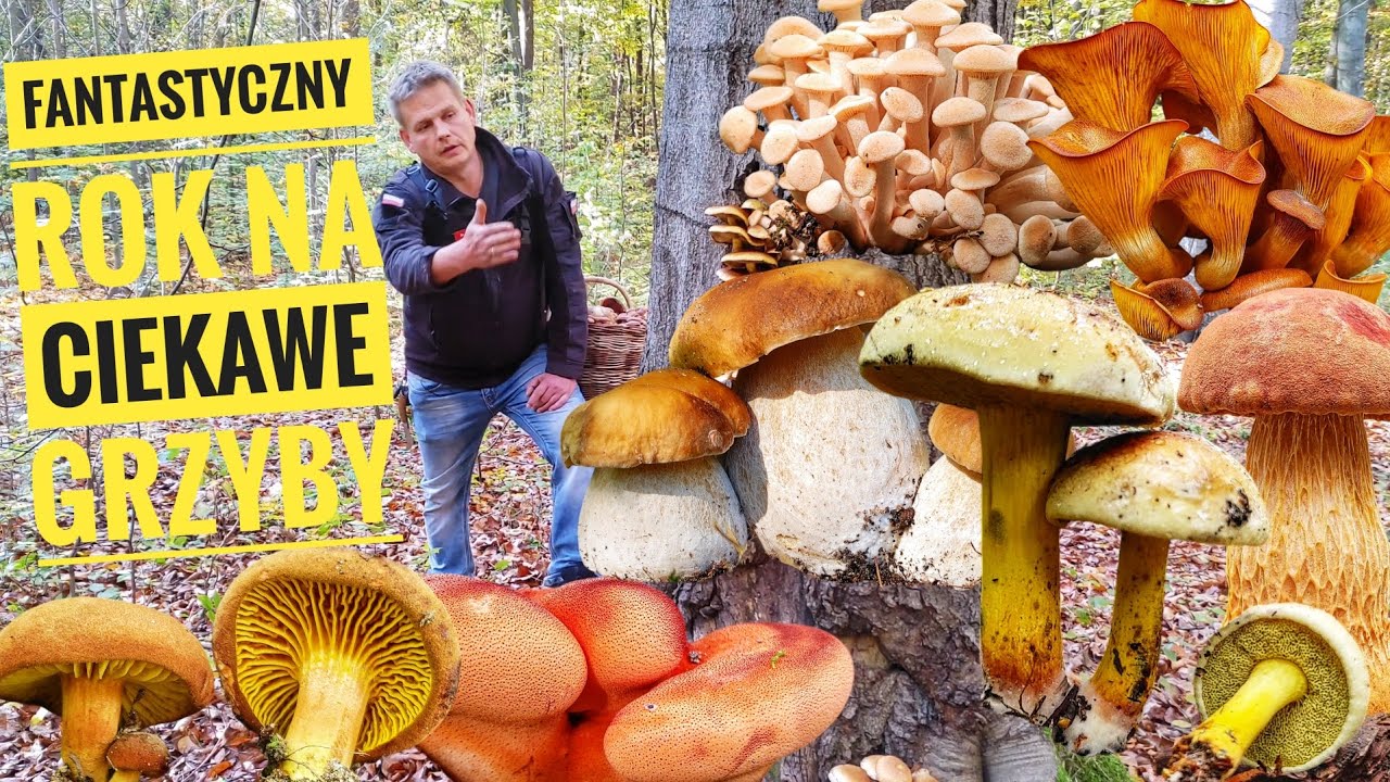 Fantastyczny rok na ciekawe grzyby oraz konkurs i prezent dla grzybiarzy. Wiele rzadkich grzybów.