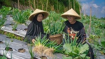 Panen Loncang dan Jamur Tiram | Masak Sate jamur, Mendoan Jumbo, Lontong, Sambel Kecap, Kacang Rebus