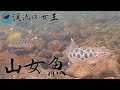 水中撮影【渓流の女王・山女魚】