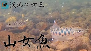 水中撮影【渓流の女王・山女魚】