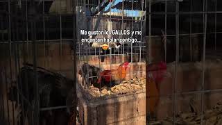#creadordecontenido #seguidores #viralvideo 25 de octubre de 2025