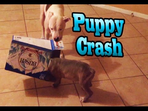 Puppy Runs Into Fridge