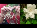 Reproducción de Gardenia/Jazmín con Éxito!Proceso paso a paso #jardineria #jardincasero