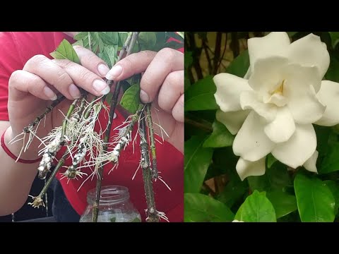 Vidéo: Jasmin Gardenia : Soins, Transplantation, Arrosage