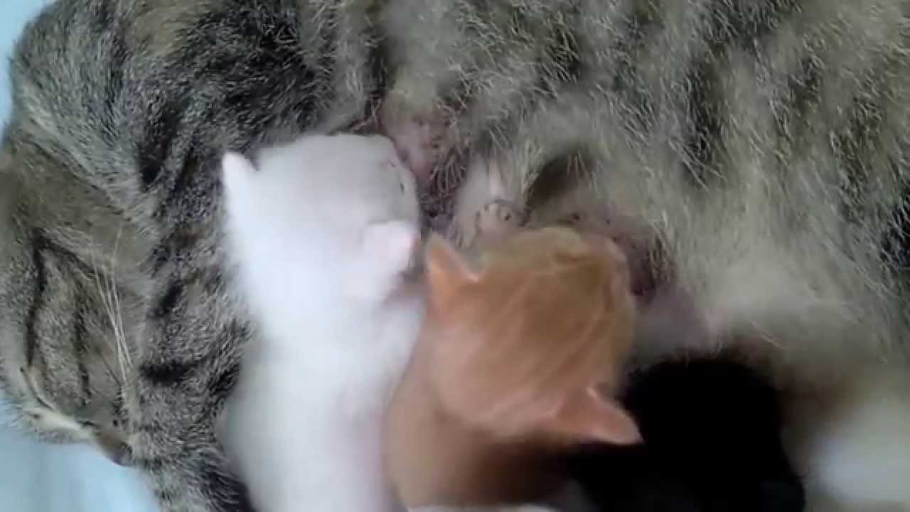 生後14日目　子猫のおっぱい争奪戦