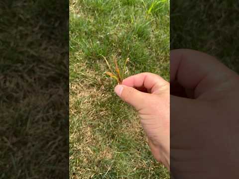 Nutsedge BEFORE &