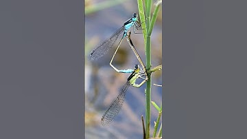 Chuồn chuồn kim - Thiên địch của muỗi trong tự nhiên | @thegioiran