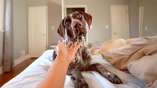 Waking up to my German Shorthaired Pointer