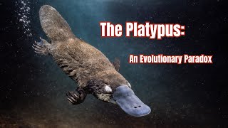 The Platypus: An Evolutionary Paradox