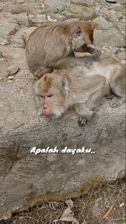 PINJAL DUDU PINGAL (mereka mesra) KITA?