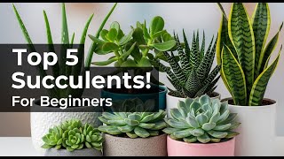 Top 5 Easy Succulents for Beginners | Low Maintenance Indoor Plants Succulent 5 Basic Tips For Beginners