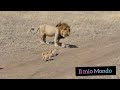 Adorabili: i cuccioli di leone che inseguono il papà e giocano con la mama🦁