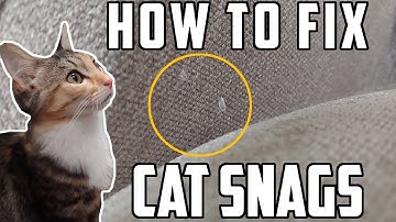 How To Fix Cat Snags