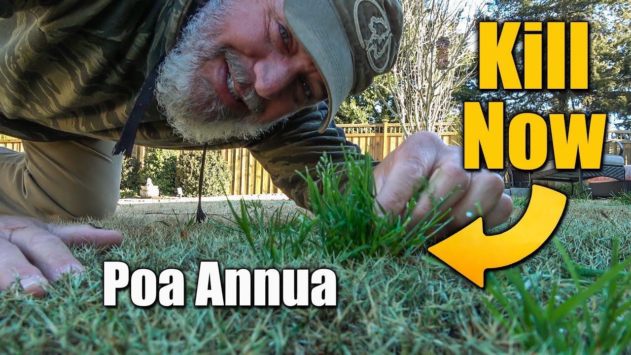 Kill Winter Lawn Weeds Poa Annua
