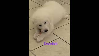 #pyrenees #cutedog #greatpyrenees snowball