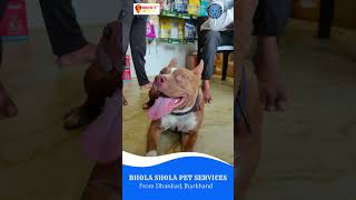 Bhola Shola Pet Shop And Pet Clinic Dhanbad #5bestincity #shorts screenshot 3