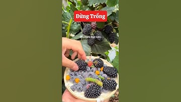 Mâm Xôi là giống cây đáng trồng nhất hiện các bác ạ👍☎️0921.826.862 #nhavuonngoclam #cayanqua