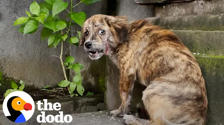 Stray Puppy Gets Rescued And Can't Stop Jumping For Joy | The Dodo - DayDayNews