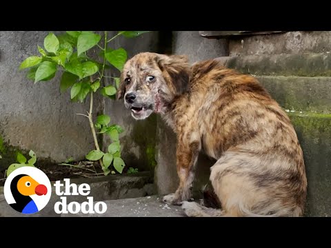 Wideo: Rescue Turns Blind Former Stray Into Healthy, Happy Dog