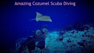 Amazing Cozumel Scuba Diving 2019 in HD. Some of the Best Scuba Diving in the World!