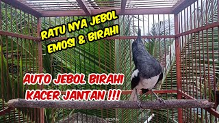 JEBOL BIRAHI KACER JANTAN  kacer betina pembangkit birahi