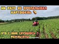 ЭКСПЕРИМЕНТ , НЕ ПРОПАЛЫВАЛИ КАРТОФЕЛЬ