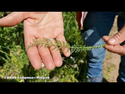 СОЛДАТСКАЯ ТРАВА ИЗВЕСТНА ВСЕМ ЦЕЛЕБНЫЕ СВОЙСТВА ДЛЯ ЗДОРОВЬЯ ЧЕЛОВЕКА@natureMarusya