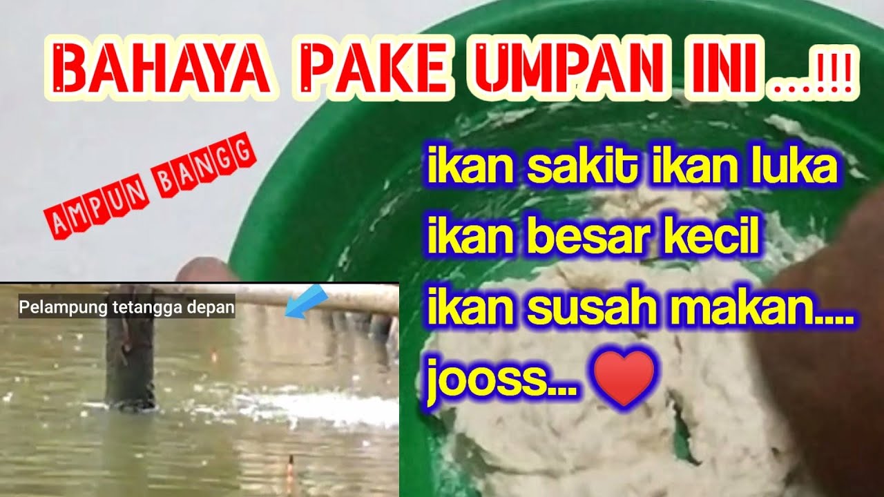 Gaa disangka..!!Ternyata umpan ini Paling jitu dan Paling gacorrr...Umpan Ikan MAS susah makan