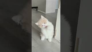 Come and sway with the cat(s)!