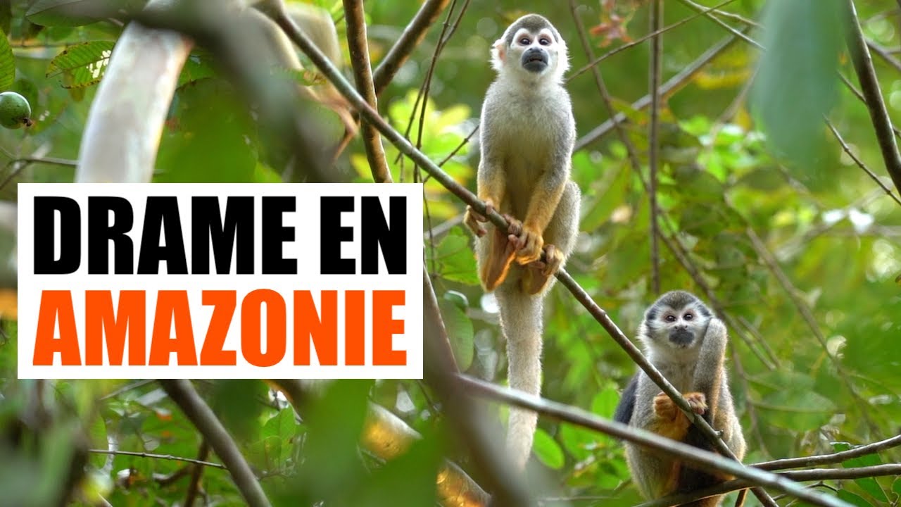 Ep.22 : L'Amazonie colombienne