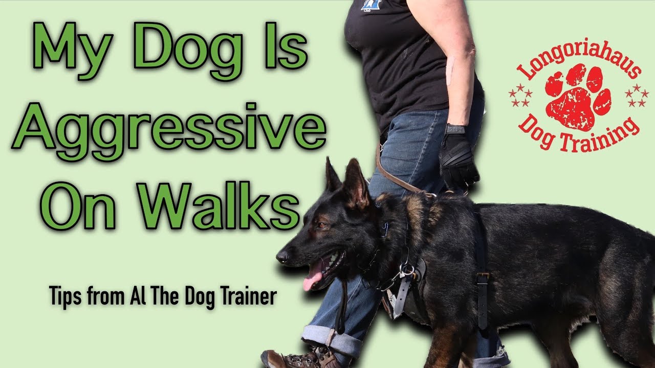 What To Do If Your Dog Is Aggressive On Walks Tips From Al The Dog Trainer YouTube