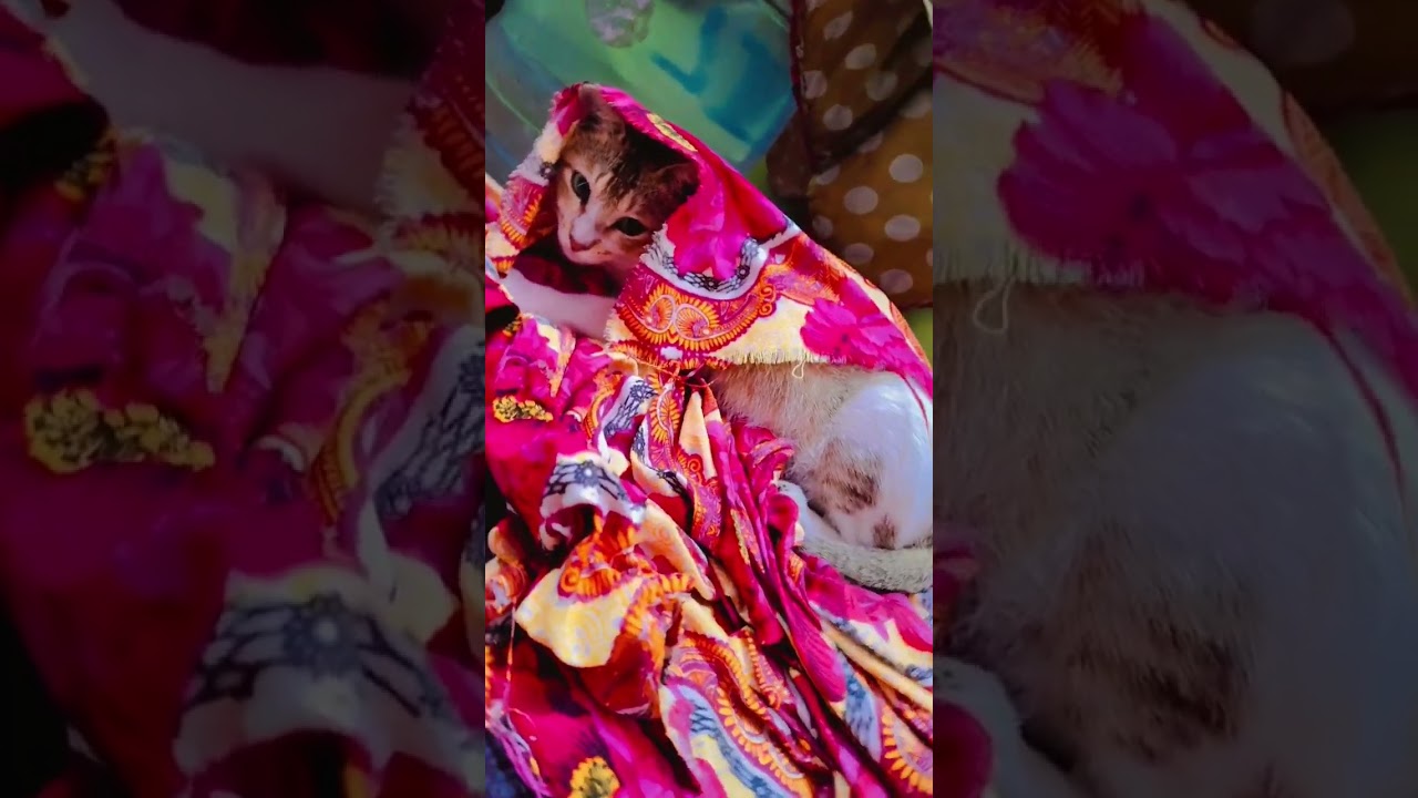 ছোট সোনামণিদের শীত লেগেছে🤭🤭😹😹 