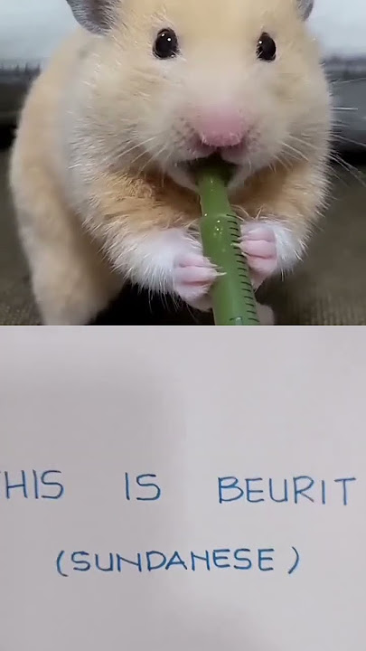 MOUSE / TIKUS / BEURIT (Sundanese) #pets #funny #animals #education #viralvideo