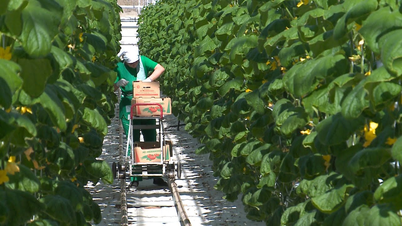 Теплицы в Предгорном округе перешли на бережливое производство