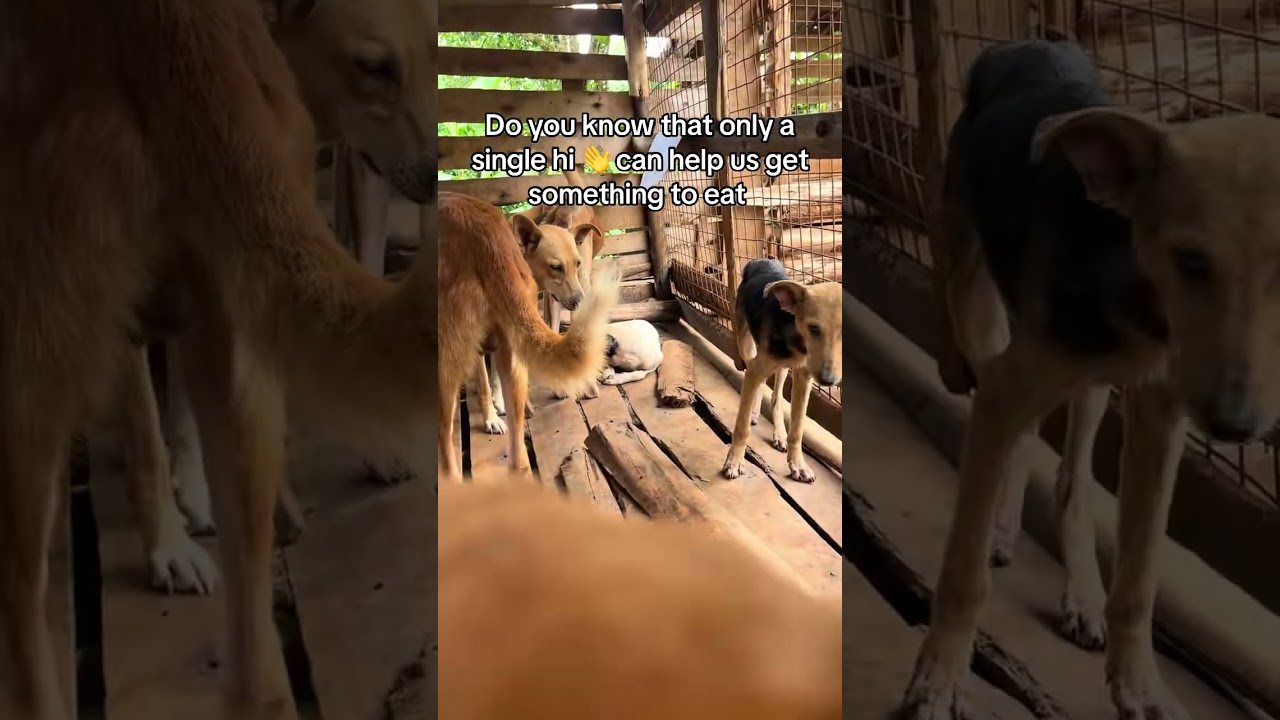 Every stray dog deserves a second chance 